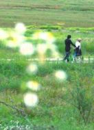 牽牛花 （2012）