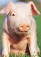 BBC：關于肉的真相海報