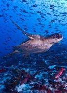 BBC：潛入加拉帕戈斯群島海報