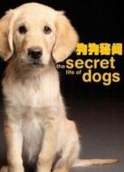BBC：狗狗秘聞海報