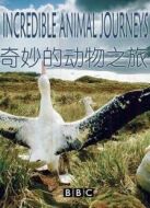 BBC：奇妙的動(dòng)物之旅劇情介紹(1-6全集)