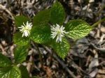 銀線草劇情介紹(1-6全集)
